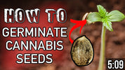 How To Germinate Cannabis Seeds (The Easy Way)