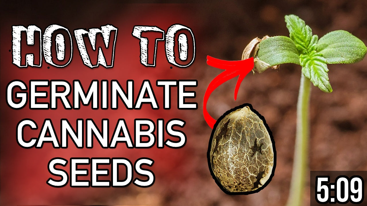 How To Germinate Cannabis Seeds (The Easy Way)